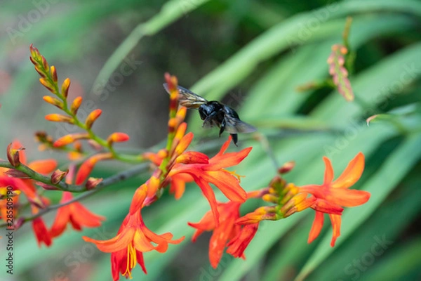 Fototapeta クマンバチ01