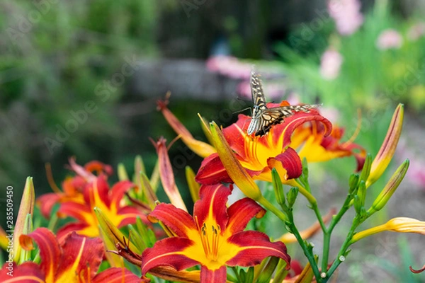 Fototapeta びっくりアゲハ