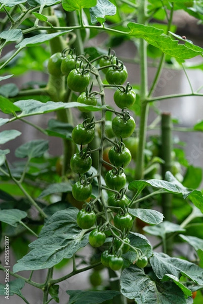 Fototapeta あおいプチトマト