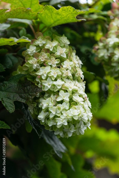 Fototapeta 白いアジサイ