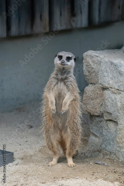 Fototapeta ミーアキャット02