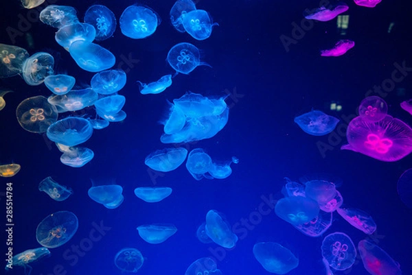 Fototapeta 三色のくらげ