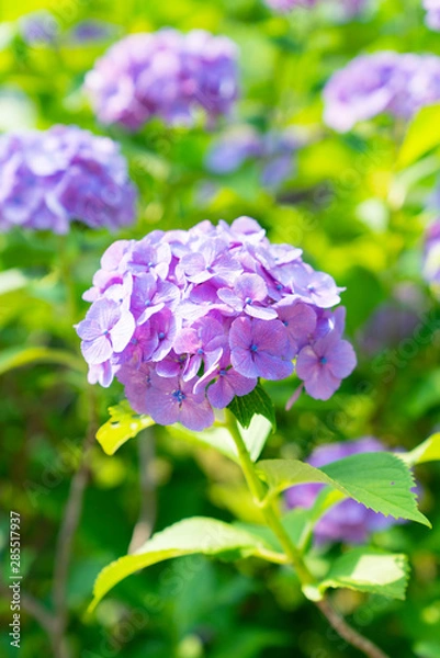 Fototapeta 紫のアジサイ