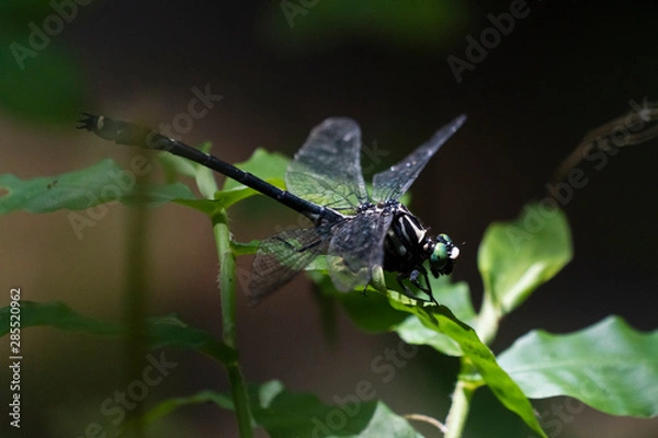 Fototapeta オニヤンマ03