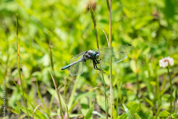 Fototapeta オニヤンマ06