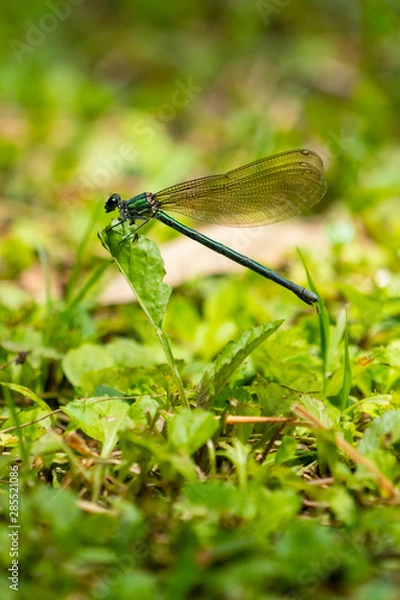 Fototapeta 緑のトンボ