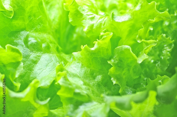 Obraz リーフレタスの葉