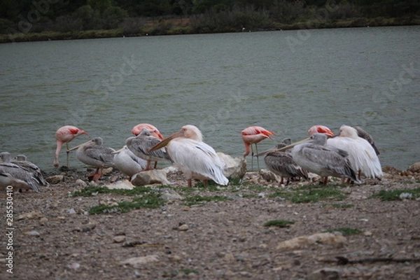 Obraz flamant rose