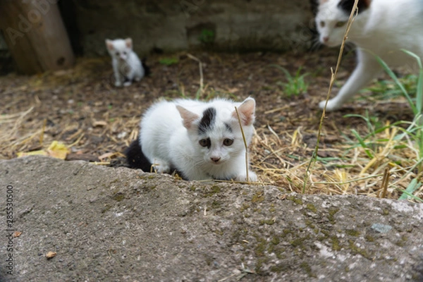 Obraz котенок и его семья