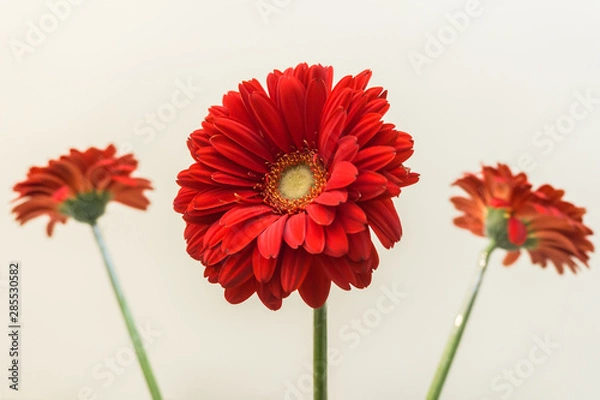 Fototapeta flower, gerbera, red