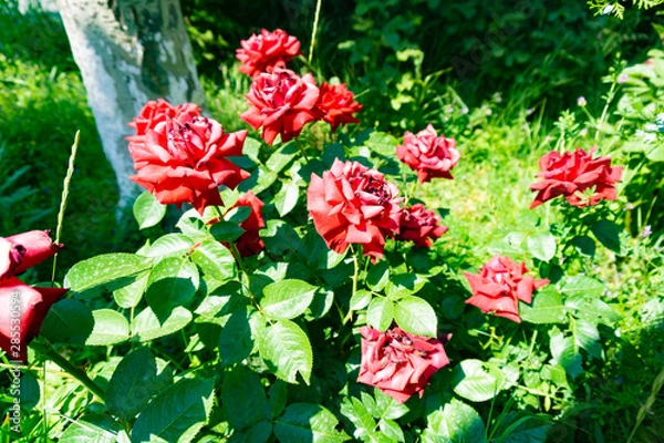 Obraz цветок роза в саду