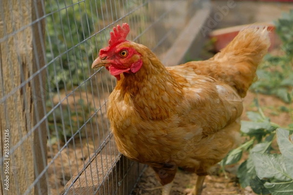 Obraz chicken and grille