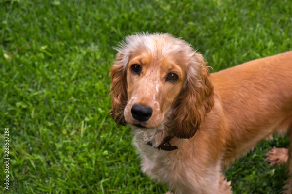 Fototapeta english cocker spaniel on the grass