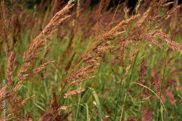 Fototapeta grass in the wind