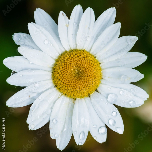 Fototapeta Drops On Oxeye