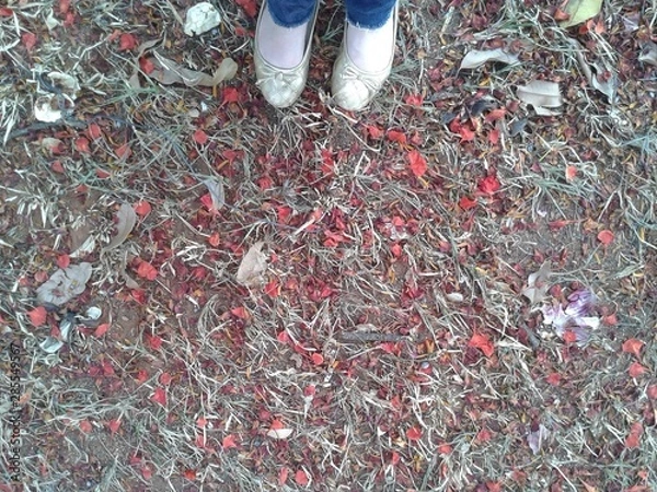 Obraz shoes on a background