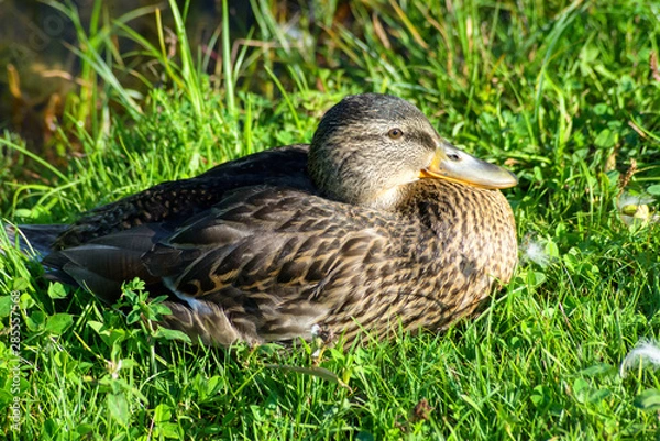 Fototapeta Wild duck sitting on green grass observing all around. The bird is resting and basking in sunny  day. Bird hunting season concept. Duck on the grass near a pond.