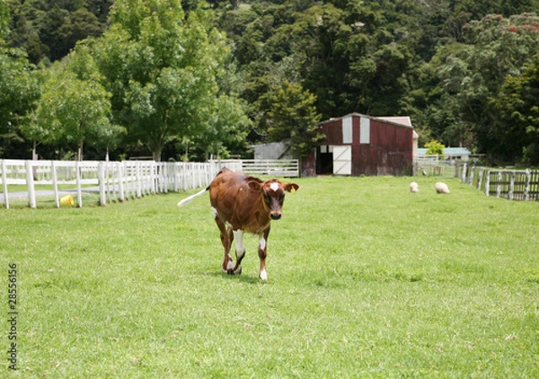 Obraz Cielę na padoku
