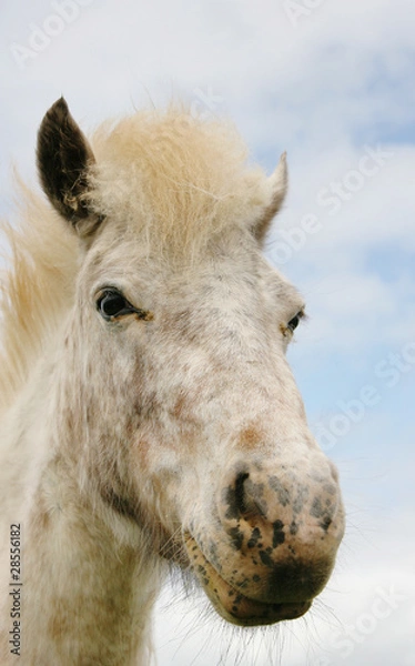 Obraz Miniature horse