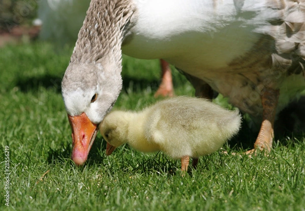 Obraz Goose with her gosling