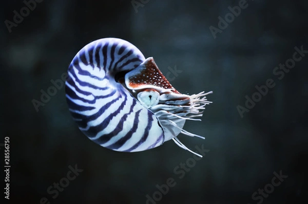 Fototapeta Nautilus pompillius