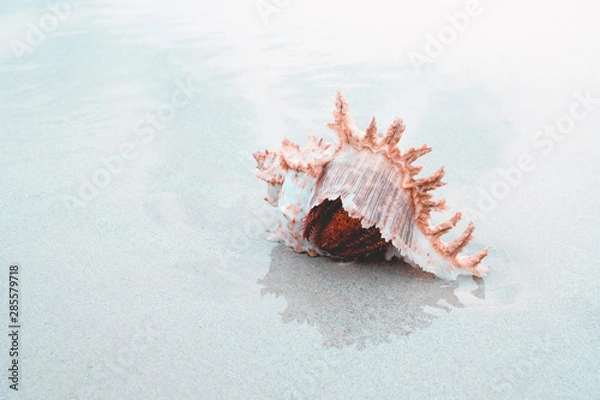 Fototapeta Red crab lives using shells to make houses, hermit crabs on the sandy beach.Red crabs use shells to make houses, hermit crabs On the sandy beach in the perfect sea.