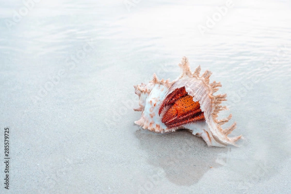 Fototapeta Red crab lives using shells to make houses, hermit crabs on the sandy beach.Red crabs use shells to make houses, hermit crabs On the sandy beach in the perfect sea.