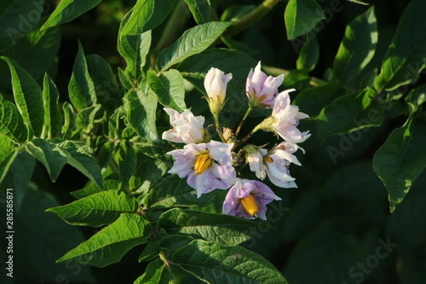 Obraz ジャガイモの花