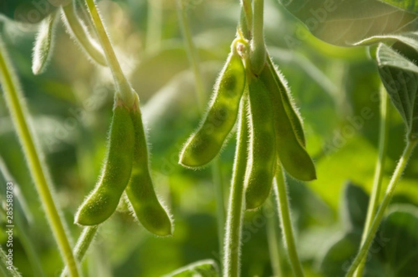 Obraz Young green pods of varietal soybeans on a plant stem in a soybean field in the morning during the active growth of crops in the sun. Selective focus.
