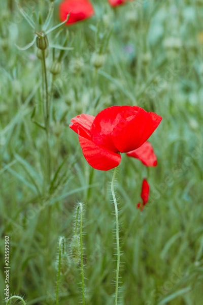 Obraz close up blooming red poppy flowers field