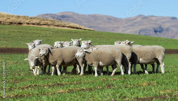 Obraz Dormer sheep on farm