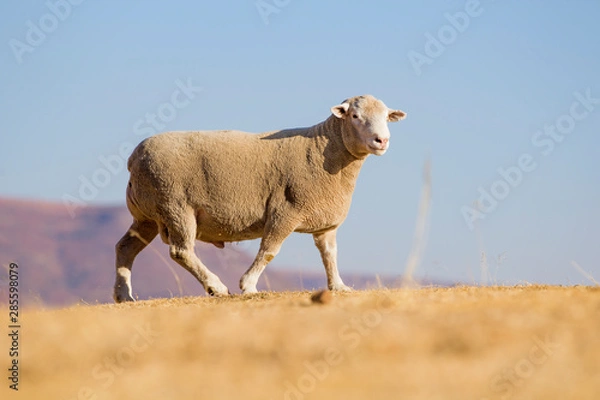Obraz Dormer sheep on farm