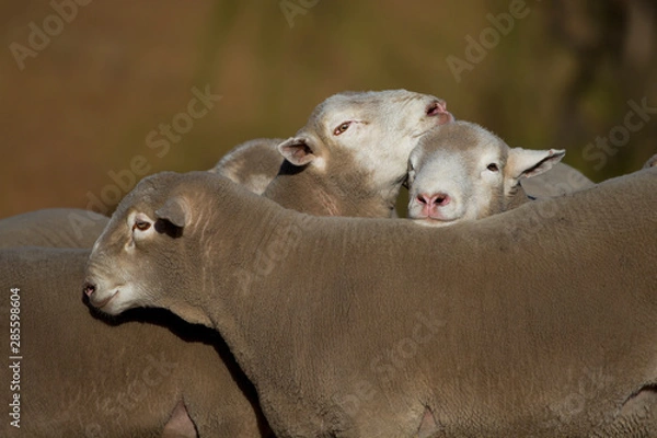 Obraz Dormer sheep on farm