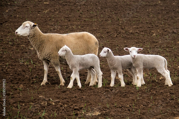 Obraz Dormer sheep on farm
