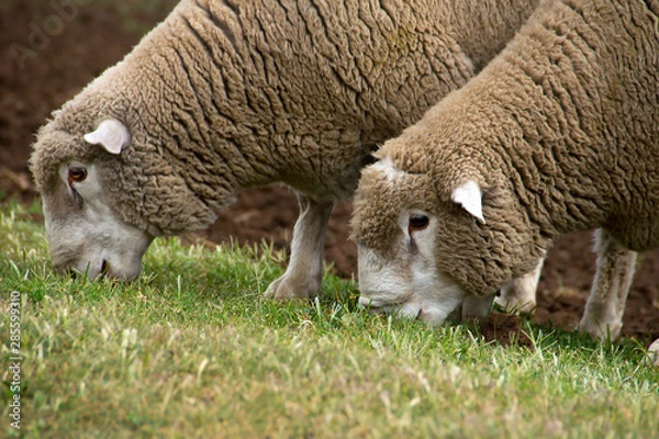 Obraz Dormer sheep on farm