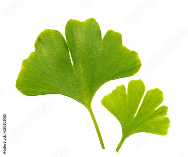 Obraz ginkgo biloba leaves on a white background