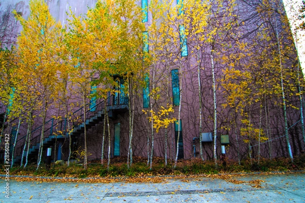 Obraz 자작나무. 단풍. 도시. 이미지.