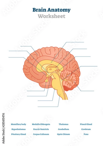 Fototapeta Brain anatomy vector illustration. Anatomical blank head organ structure.