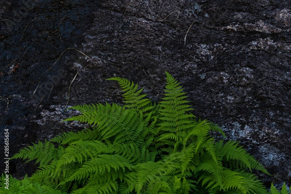 Fototapeta Green ferns in a wild forest from Norway