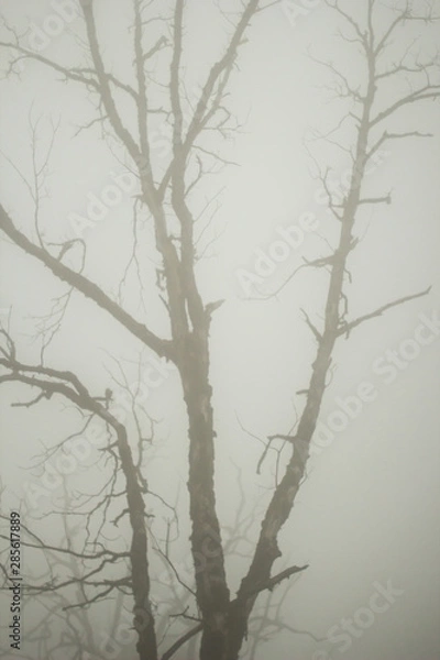 Fototapeta fog
