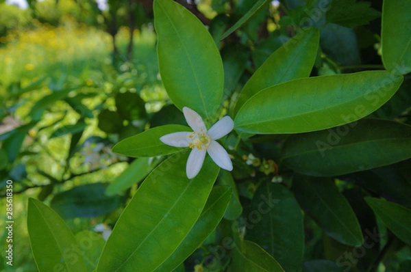 Obraz 귤꽃. 감귤. 제주도.