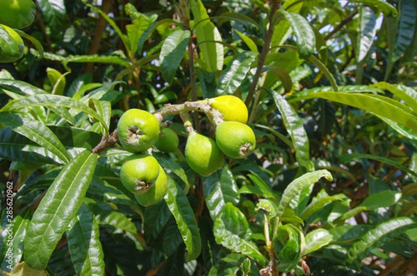 Obraz 비파. 과일. 제주도.