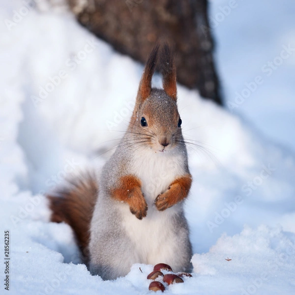Fototapeta Squirrel standing on the snow