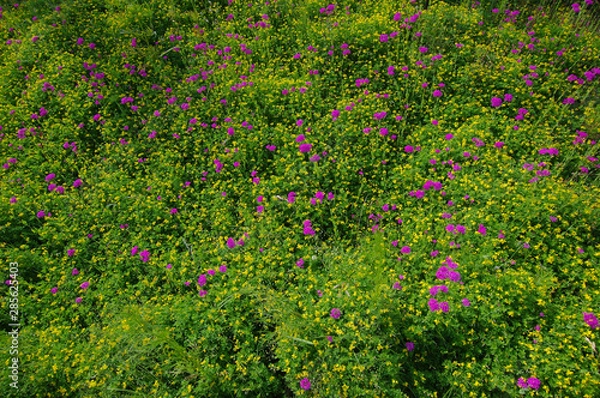 Obraz 꽃밭. 이미지. 배경. 