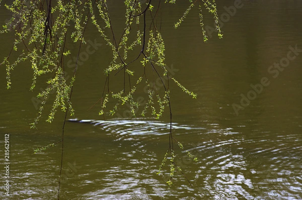 Obraz 저수지. 철새. 오리. 