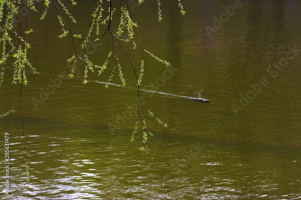 Obraz 저수지. 철새. 오리. 