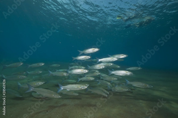 Obraz Fringlip mullet and ocean.