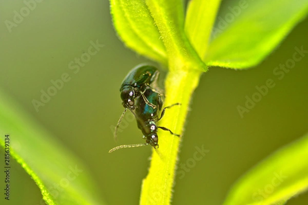 Obraz 풍뎅이. 곤충. 