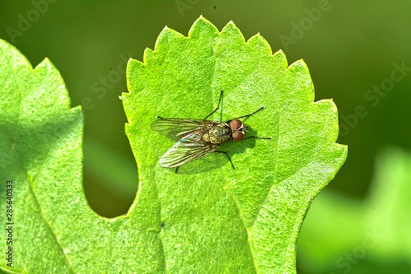 Obraz 곤충. 생태. 