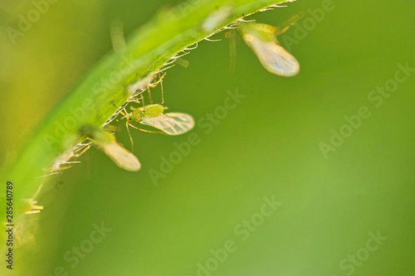 Obraz 곤충. 생태. 